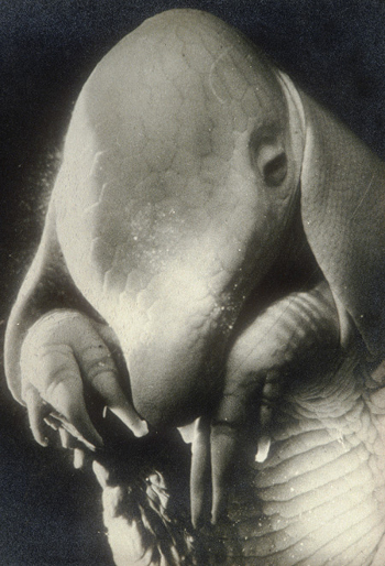 Père Ubu - 1936 - (un fœtus de tatou pour illustrer le personnage d'Alfred Jarry)  JPEG - 150.9 ko