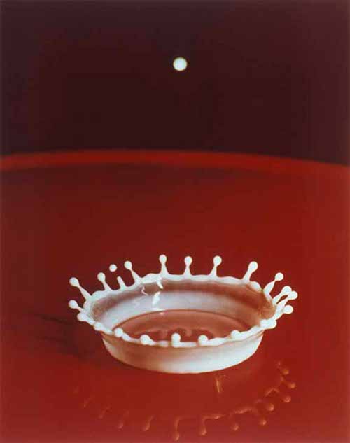 Photographie de la chute d'une goutte de lait explosant en couronne…  JPEG - 20.6 ko