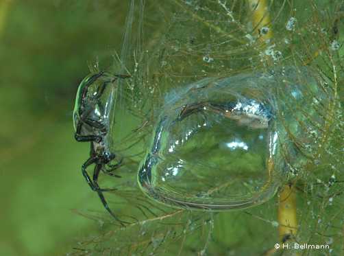 Bulle d'air accrochée sur les plantes aquatiques par l'araignée.  JPEG - 18.9 ko