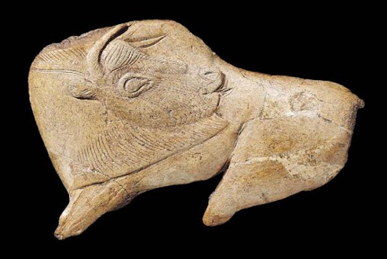 " Bison se léchant " trouvé sur le site des fouilles dans l'abri de La Madeleine.  JPEG - 56.4 ko