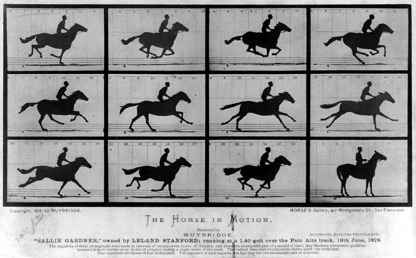 Chronophotographie de Eadweard Muybridge. 24 photos décomposant la réalité du galop d'un cheval.  JPEG - 53 ko