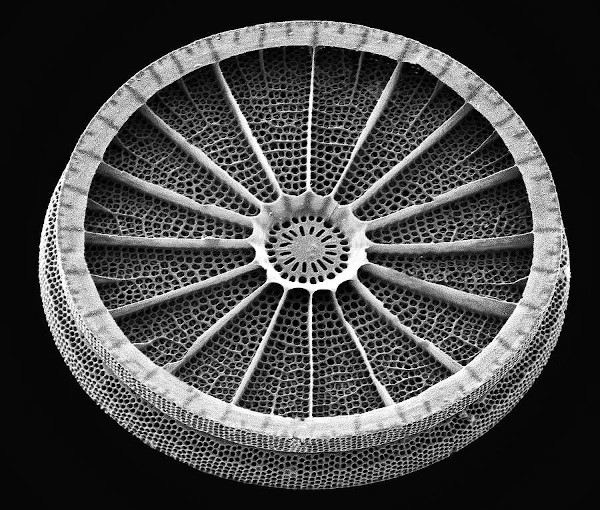 La coque en silice de la minuscule diatomée ressemble à la coque en béton du Palazzato de Pier Luigi Nervi.  JPEG - 130.5 ko